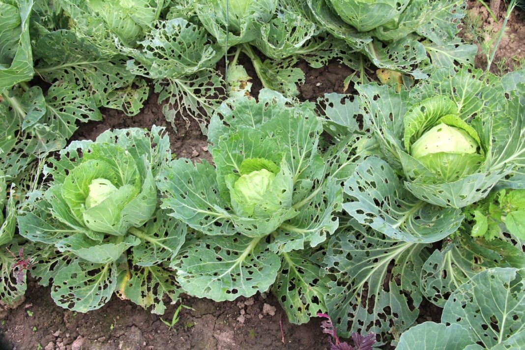 kopūstų apsauga nuo šliužų – sugadinti ir skylėti lapai darže