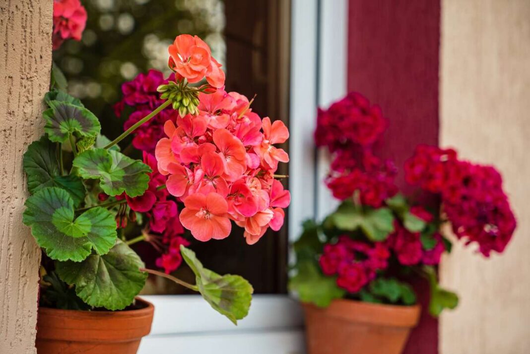 Ryškiai rausvai oranžinės pelargonijos vazone prie sienos – žiedai tankūs ir sodrūs, puikiai prižiūrėtas augalas.