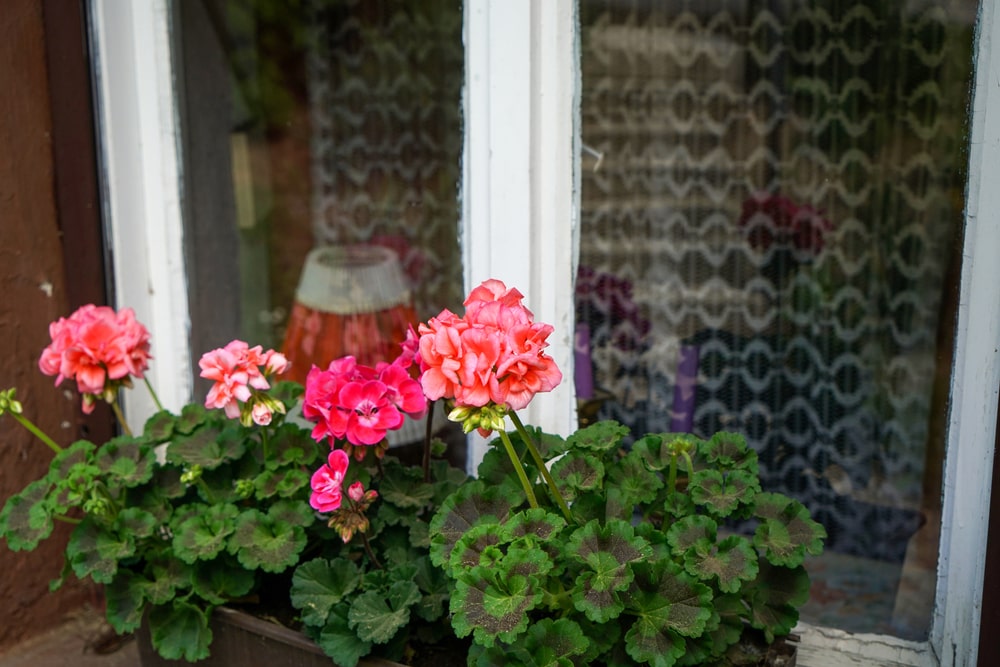 Žydinčios pelargonijos vazonuose prie kaimiško lango – ryškūs žiedai ir tamsiai žali lapai spindi sveikata.