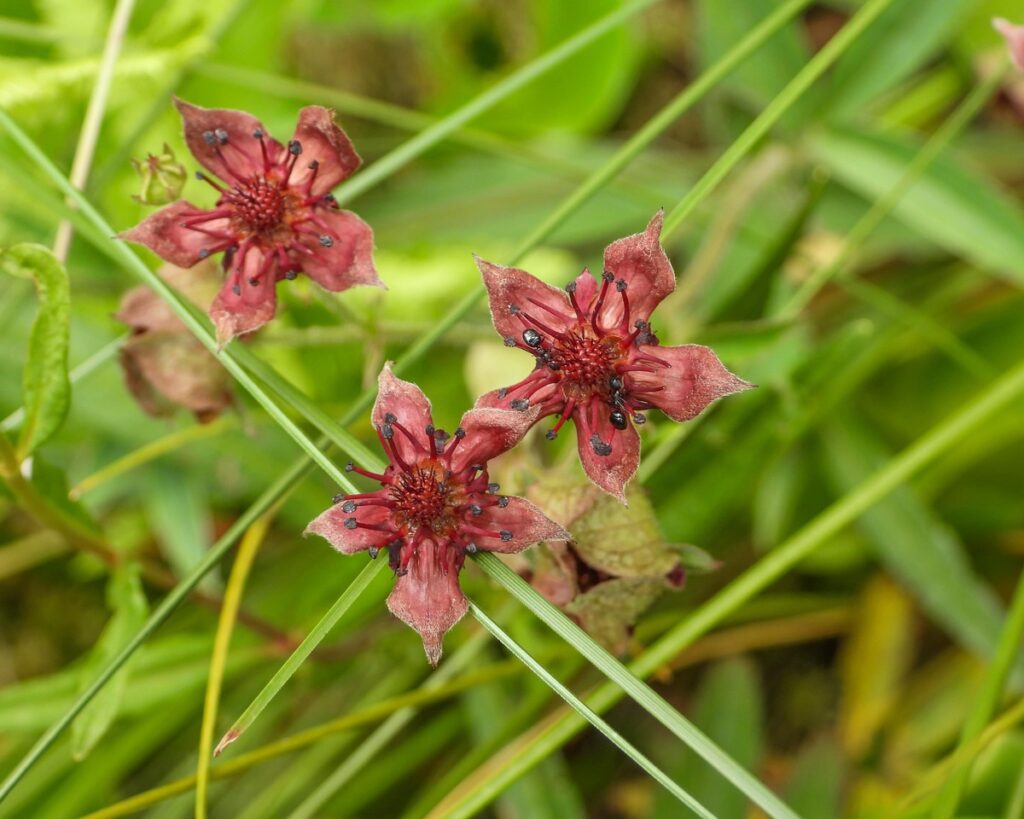 Pelkinė trindažolė žydi laukinėje gamtoje – ryškūs raudoni žiedai, naudojami širdies ir nervų sistemos stiprinimui.