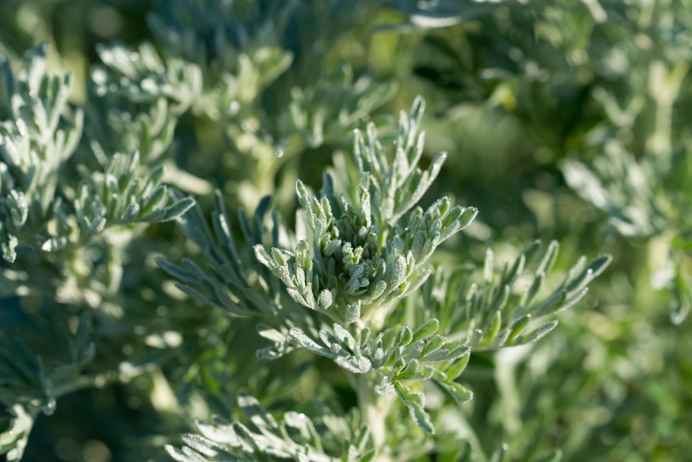 Pelyno stiebo ir lapų artimas vaizdas, atskleidžiantis jo natūralų grožį ir gydomąsias savybes.