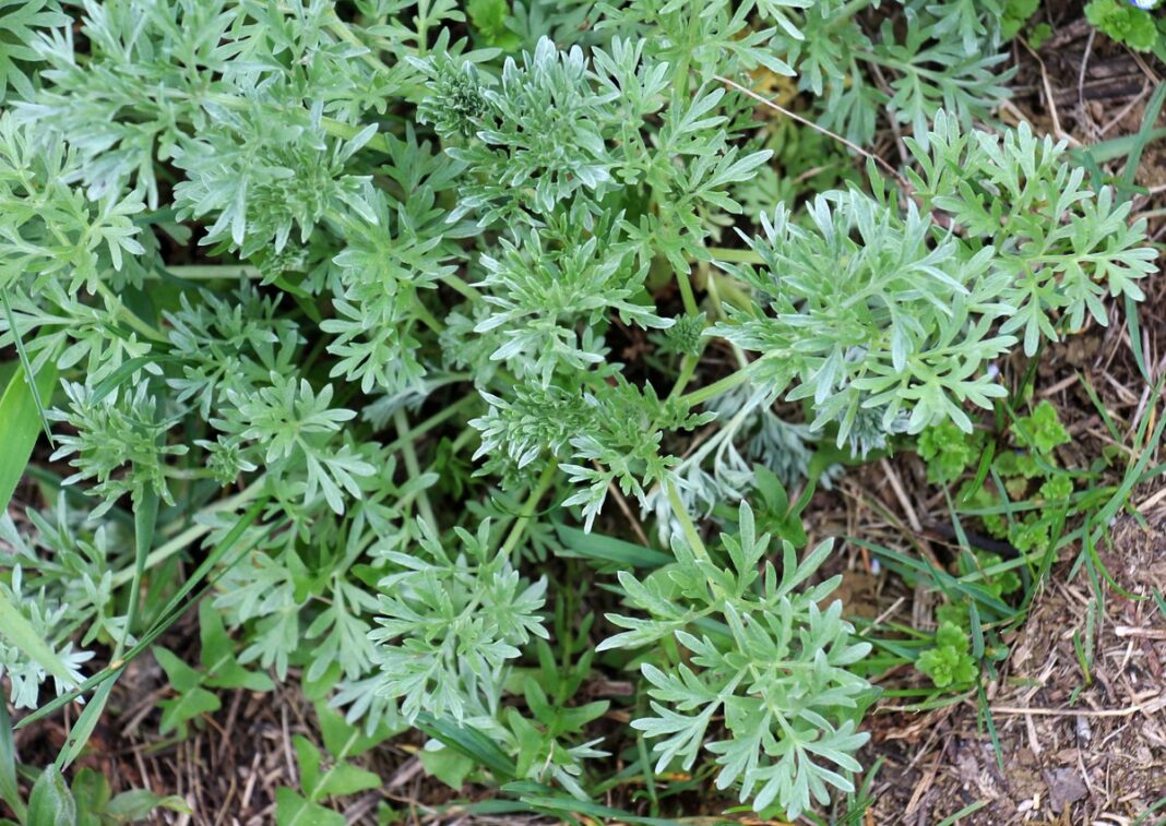 Lauke augantis pelynas – vaistinis augalas, kurio poveikis sveikatai apima imuniteto stiprinimą ir organizmo valymą.