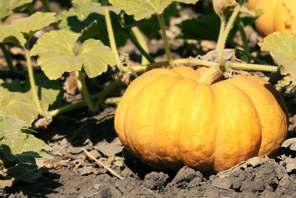 Prinokęs moliūgas darže – ryškiai oranžinis vaisius su tankia žieve ir tvirtu kotu.