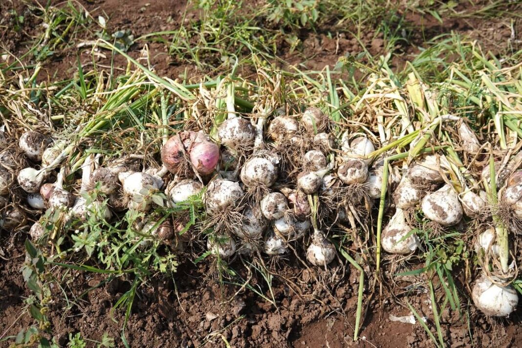 Pūva svogūnų derlius – ką tik iškasti svogūnai guli ant žemės, dalis jų pažeisti drėgmės.