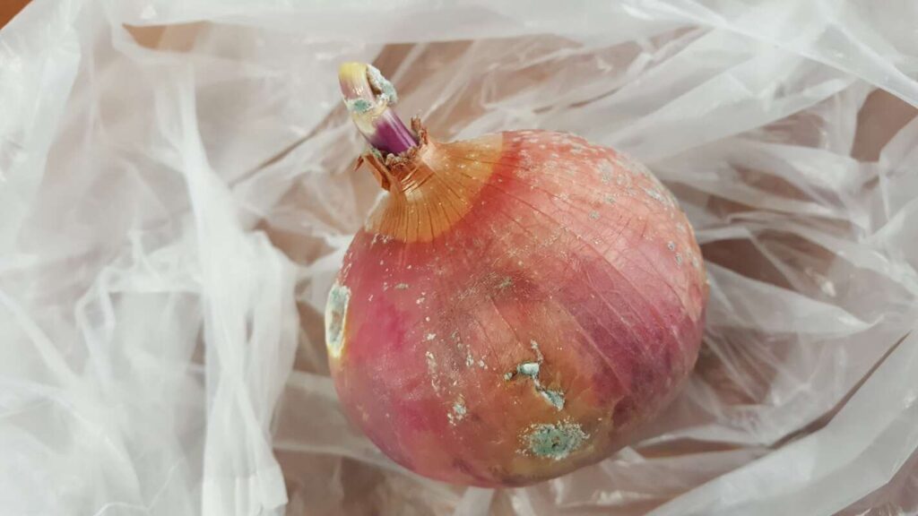 Pūva svogūnų derlius – raudonas svogūnas su pelėsiu ir supuvusiomis vietomis ant lukšto.