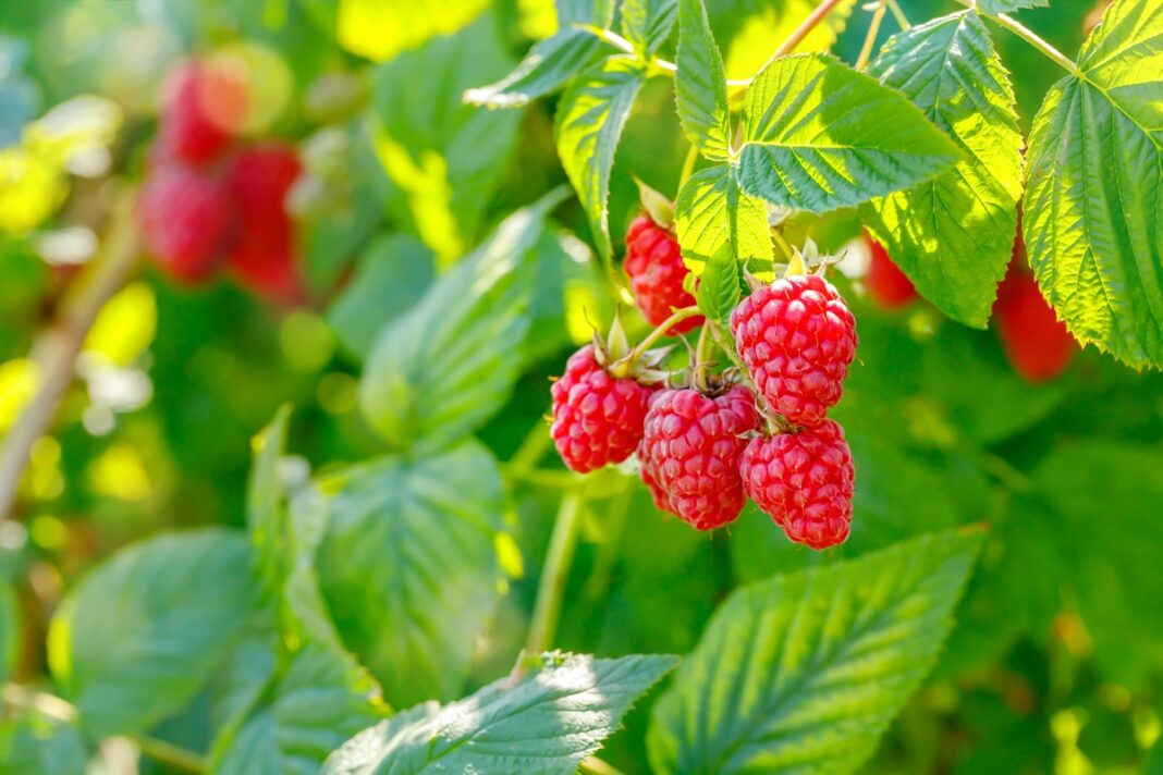 Ryškiai raudonos avietės prinokusios ant krūmo tarp sodriai žalių lapų – natūralus ingredientas raudonajai aviečių lapų infuzijai.
