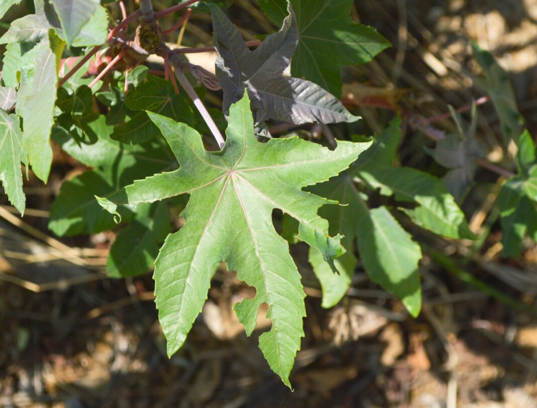 Ricinos lapai natūraliomis sąlygomis – žalios, ryškios formos augalas augantis gamtoje.