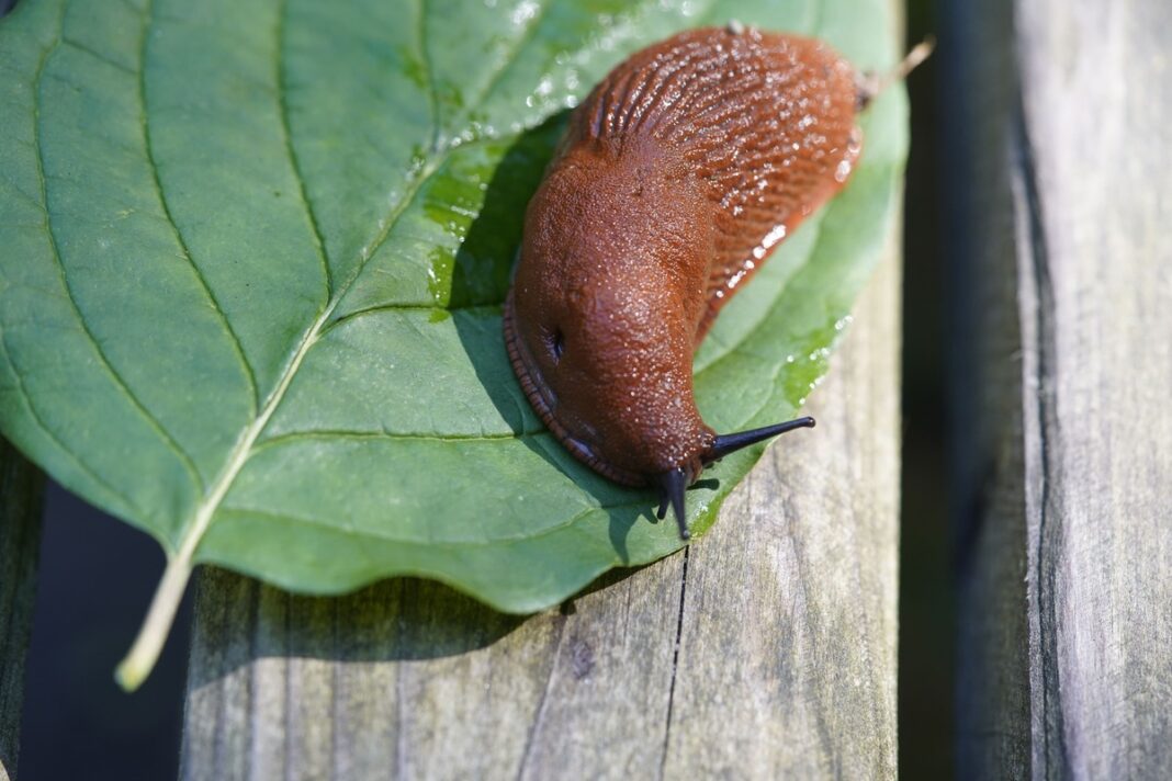 Šliužai masalui ant žalio lapo – ryškiai matomas gleivėtas šliužas, puikiai pritaikomas masalui.