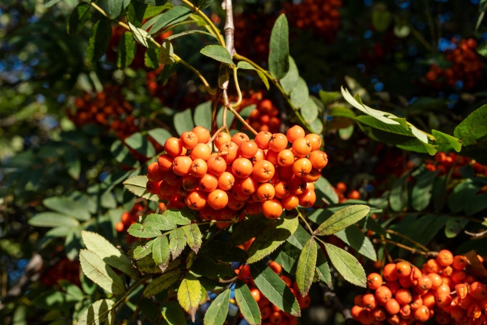 Saulės apšviestos oranžinės šermukšnių uogos – naudingas supermaistas sveikatai ir kepenims stiprinti.