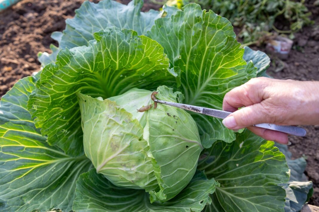 Vario sulfato tirpalas nuo šliužų – sodininkas pincetu šalina šliužą nuo kopūsto lapų darže.