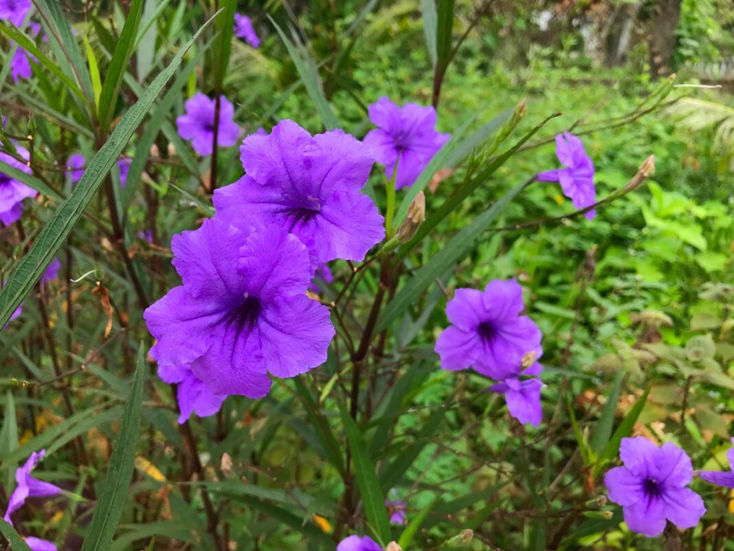 Ryškiai violetinės meksikinės petunijos – vasaros pabaigos gėlės, kurios žydi gausiai ir suteikia sodui spalvų iki pat rudens.