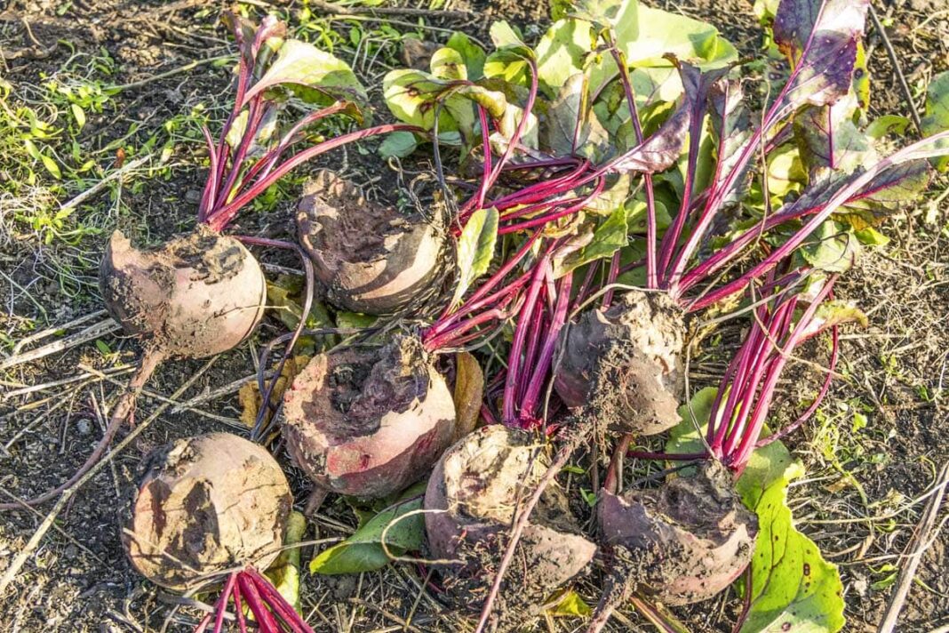 Apgraužti burokai darže, likę tik pusiau suvalgytos šaknys ant žemės.