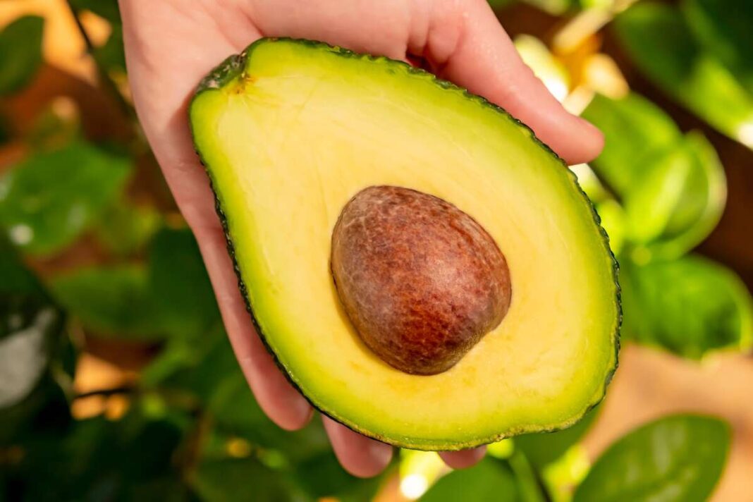 avokado kauliukas vaisiaus pusėje laikomas rankoje – šviežias ir natūralus produktas.