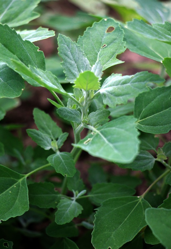 Balandos lapai iš arti – žalios, maistingos ir organizmą stiprinančios daržo gėrybės.