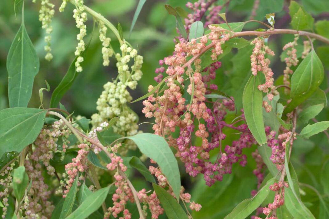 Žydinti balanda su rožiniais ir gelsvais žiedais – vertinga augalo dalis, tinkama sveikatai ir maistui.