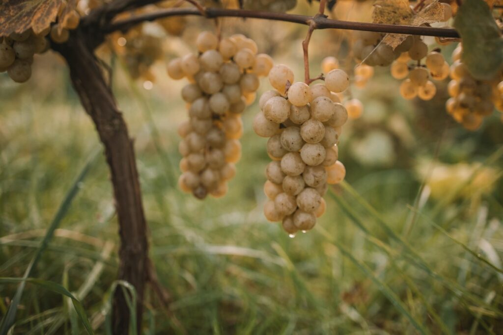 Baltos vynuogės ir jų nauda sveikatai – švelnus poveikis virškinimui ir organizmo valymui.