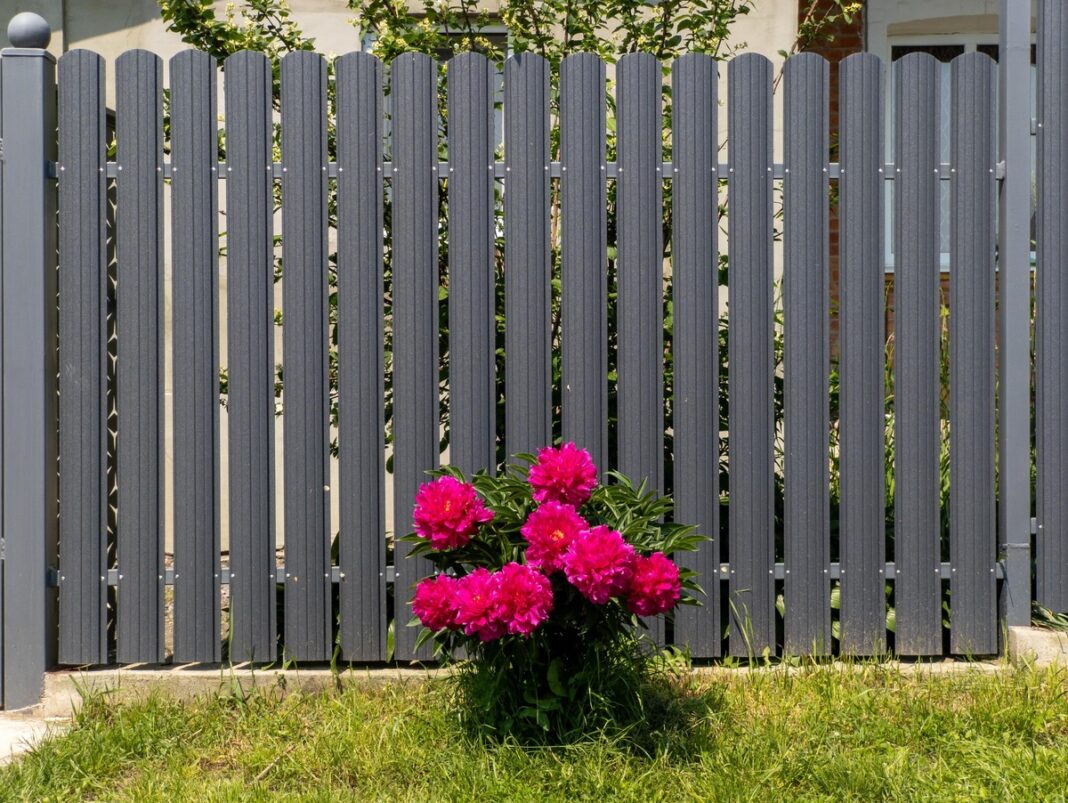Bijūnai vazonuose žiemą gali peržiemoti, jei šaknys tinkamai apsaugotos nuo šalčio.