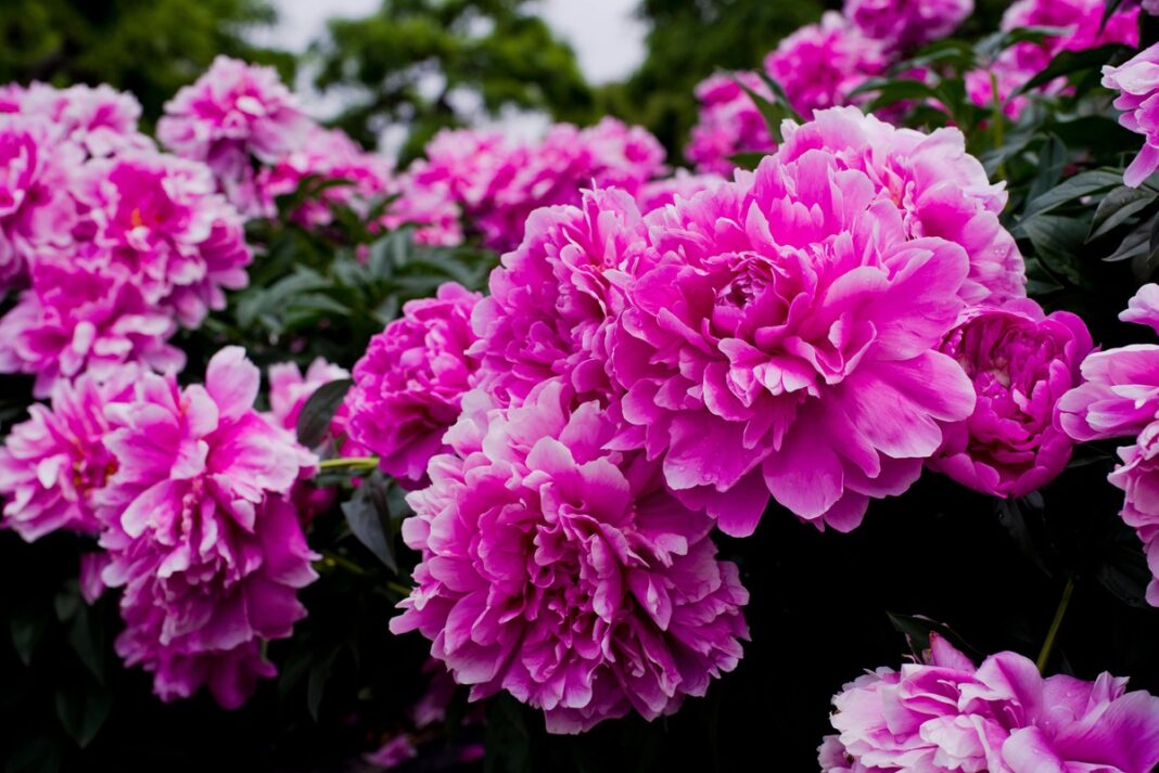 Bijūnų priežiūra rudenį – ryškiai rožiniai žiedai, rodantys sveiką ir tinkamai prižiūrėtą krūmą.