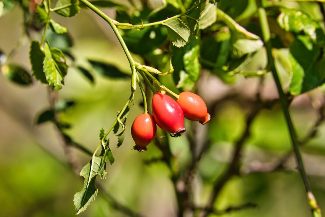 Ant žalio krūmo nokstančios erškėtuogių uogos – natūralus vitamino C šaltinis, vertingesnis už citrusinius vaisius.