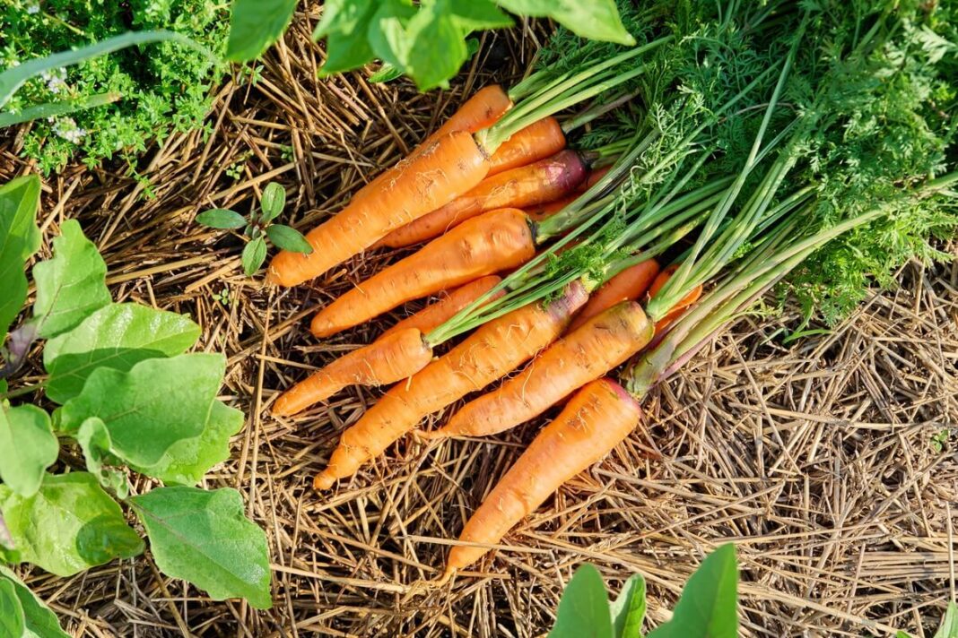 Garstyčių sėklos daržui padeda pagerinti dirvą, todėl morkos užauga didesnės, saldesnės ir sveikesnės.
