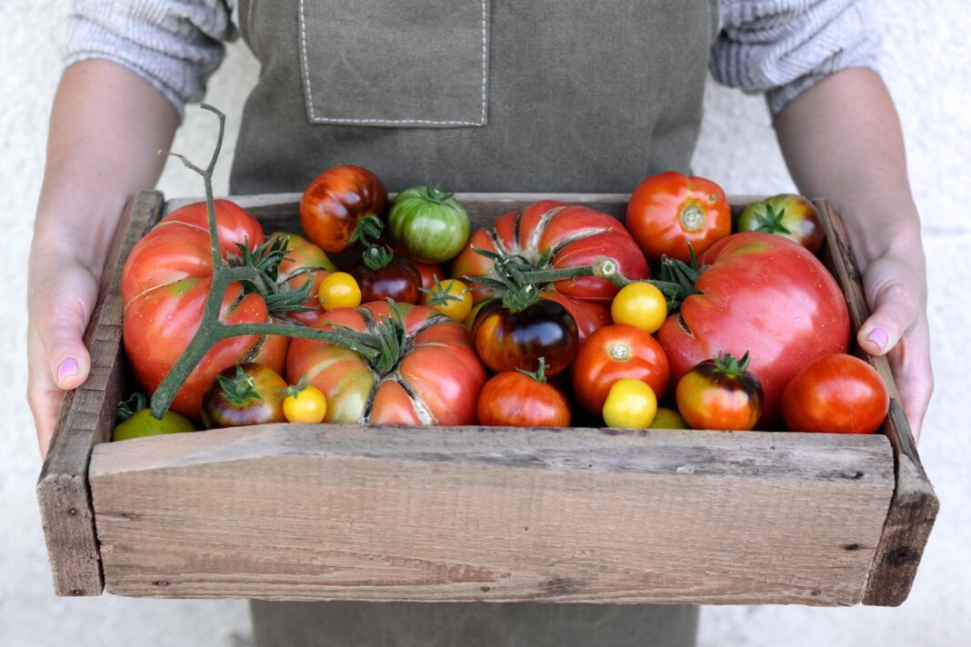 greitesnis-pomidoru-nokinimas-derliaus-deze Greitesnis pomidorų nokinimas leidžia surinkti gausų ir įvairiaspalvį derlių per trumpą laiką.