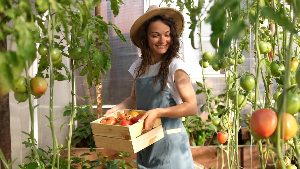 Greitesnis pomidorų nokinimas šiltnamyje – moteris džiaugiasi dėže prinokusių vaisių rugsėjo pradžioje.