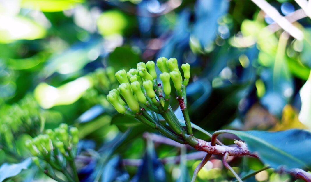 Gvazdikėlių auginimas medyje – žali pumpurai, kurie sunoksta ir tampa prieskoniais.