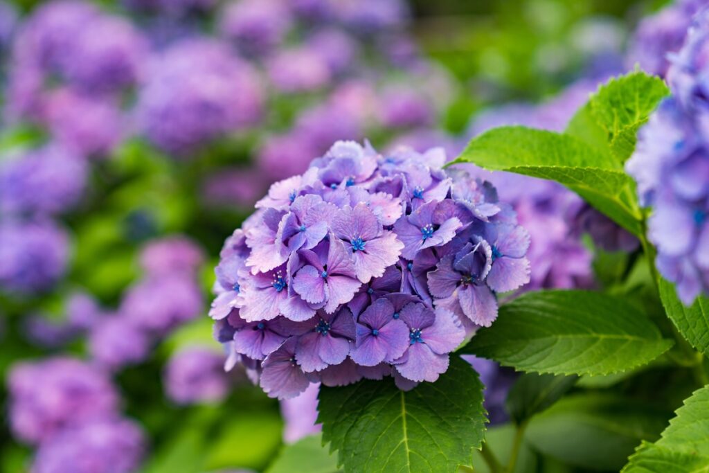 Hortenzijos poveikis sveikatai siejamas su žiedų ir lapų savybėmis, kurios vertinamos liaudies medicinoje.