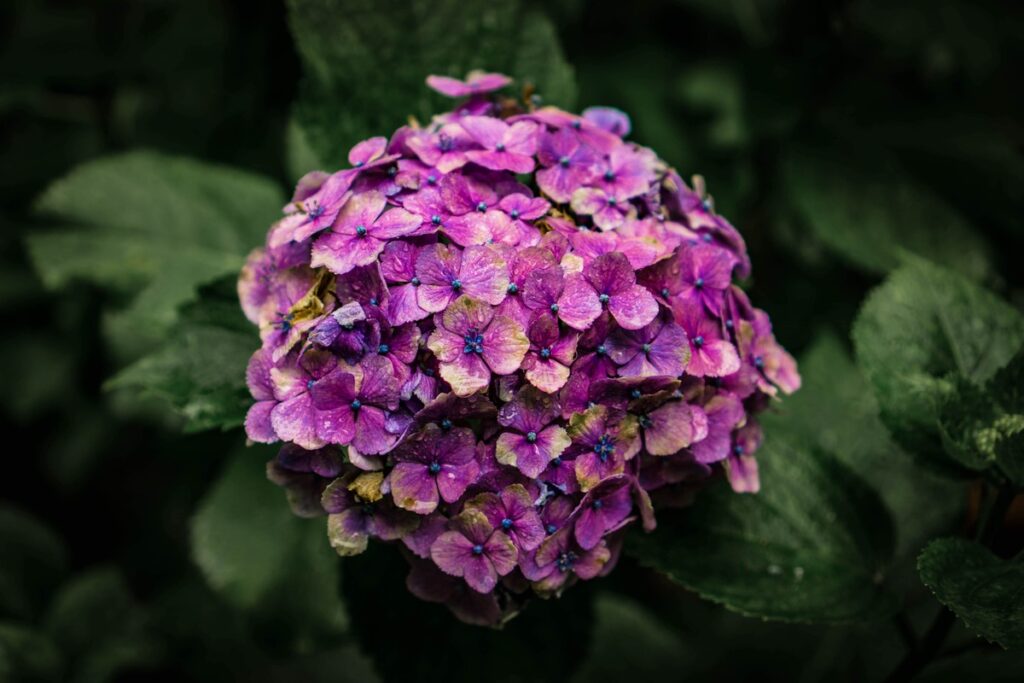 Hortenzijos rudenį su sodriai violetiniais žiedais žalioje lapijoje.