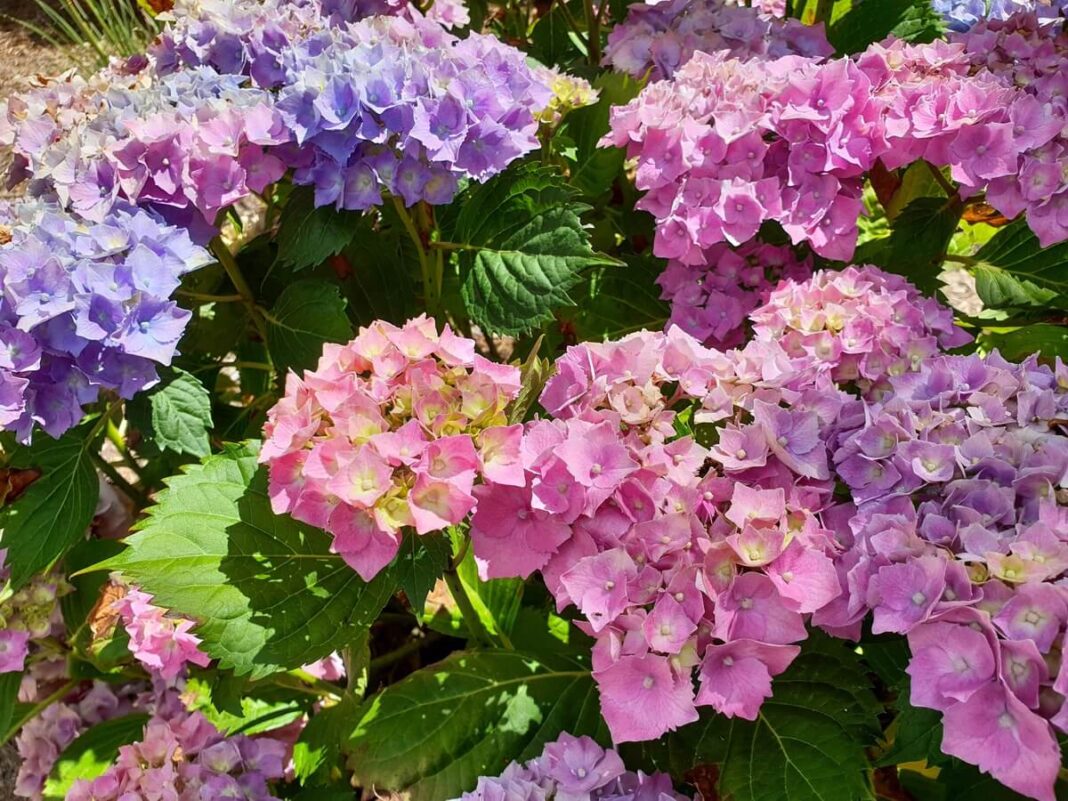 Hortenzijos rugsėjo mėnesį keičia spalvas – rožiniai žiedai pereina į violetinius ir suteikia sodui rudens žavesio.