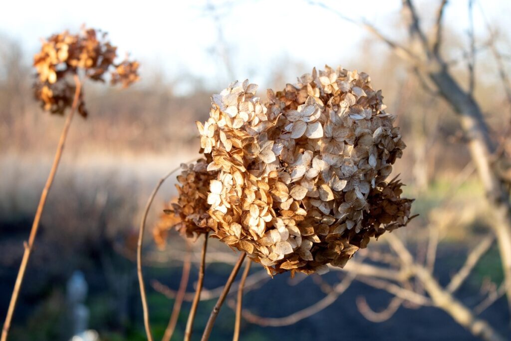 Hortenzijų paruošimas žiemai – nudžiūvę hortenzijos žiedai šaltą rudens rytą.