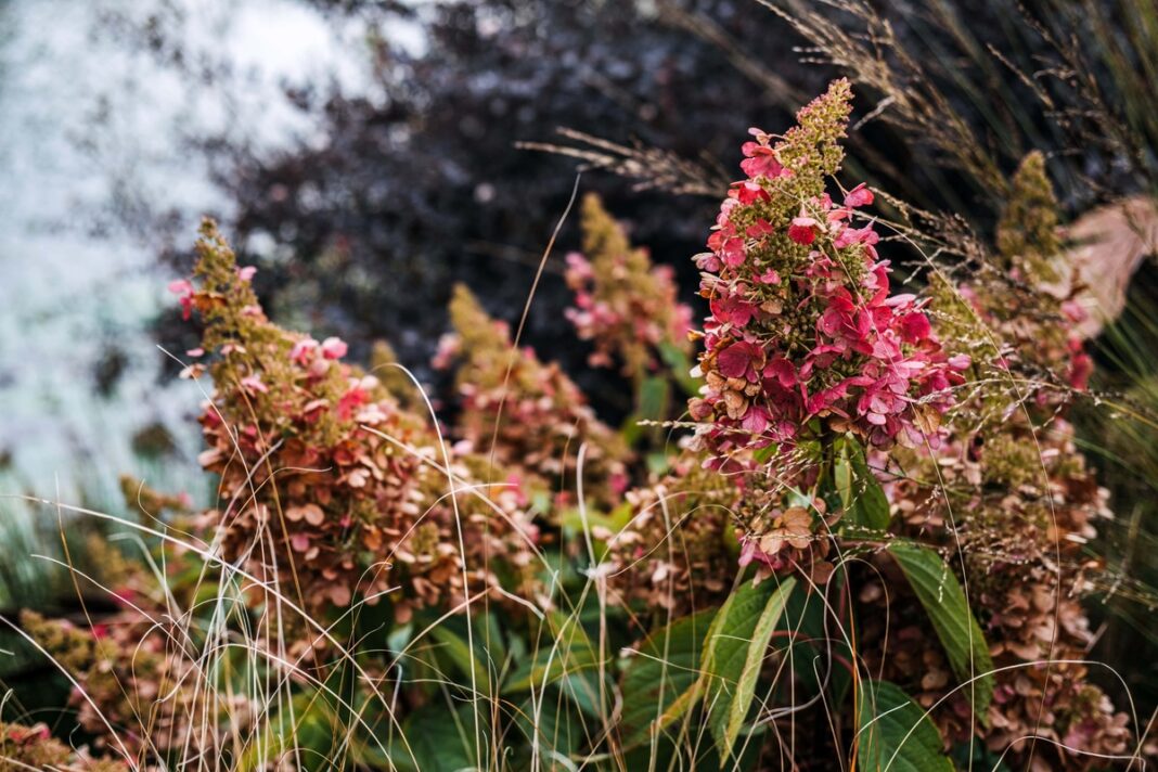 Hortenzijų paruošimas žiemai – rudens spalvomis nusidažę hortenzijų žiedai prieš šalnas.