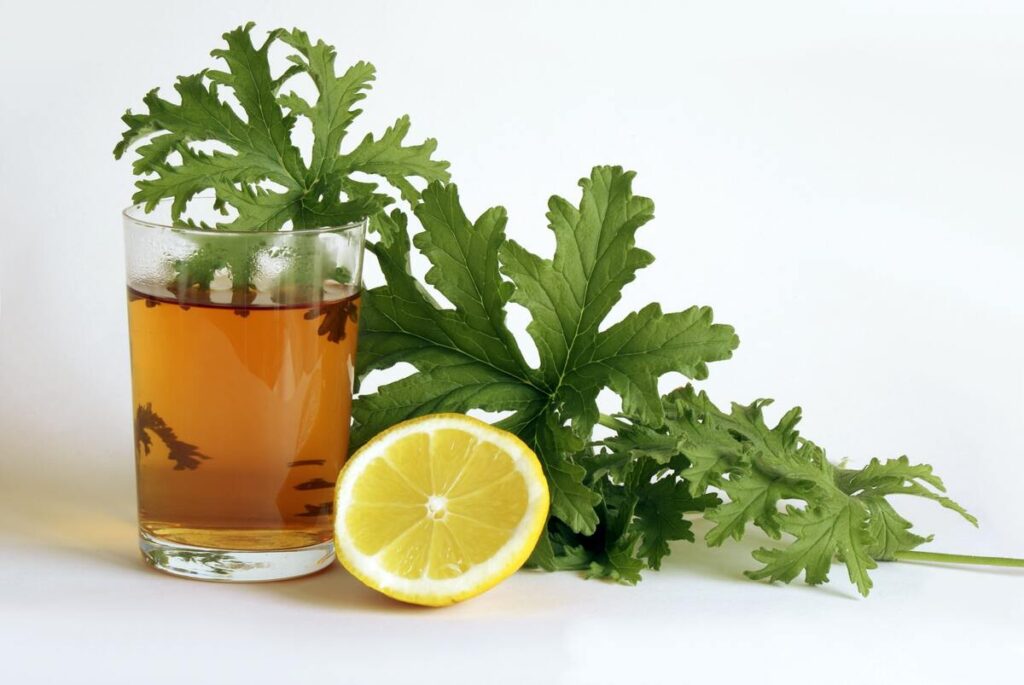 Žydintis jeronimo augalas – kvapnūs lapai ir švelnūs žiedai, turintys gydomųjų savybių.