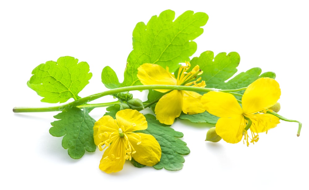 Ugniažolės šakelė su geltonais žiedais – natūrali priemonė karpų naikinimui be chemijos.