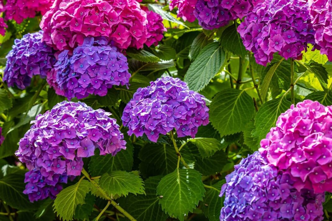 Kavos tirščiai hortenzijoms suteikė ryškius rožinius ir violetinius žiedus sode.
