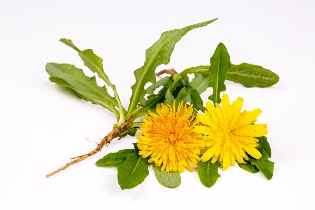 kiaulpienė sveikatai su šaknimi, lapais ir žiedais – natūrali priemonė sąnariams ir žarnynui