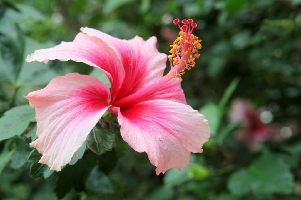 Kinrožės auginimas sode – rožinis žiedas su ryškiais kuokeliais stulbina savo grožiu.