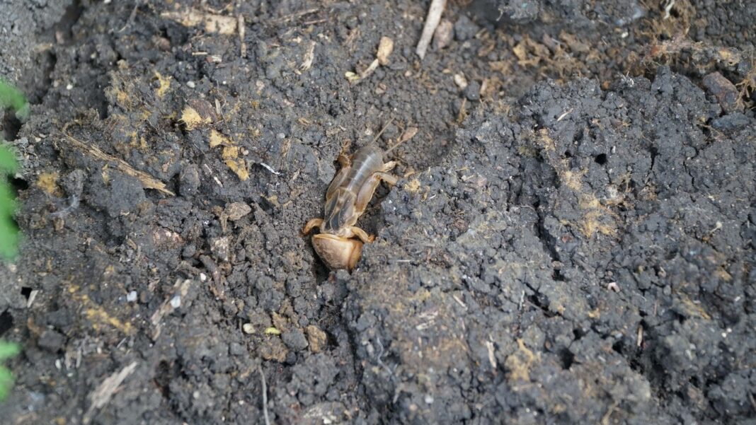 Kurkliai sode – vabzdys dirvoje, kuris graužia augalų šaknis ir silpnina daržą.