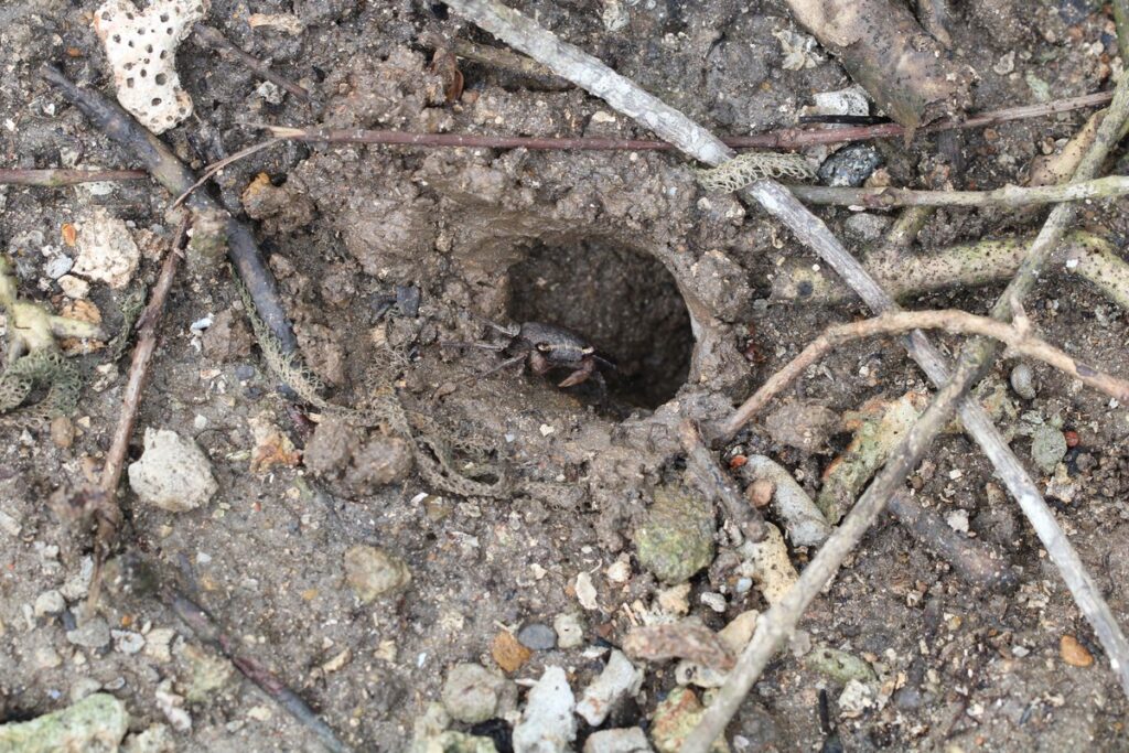 Kurkliai sode lenda iš išraustų landų – požymis, kad šaknims gresia pavojus.