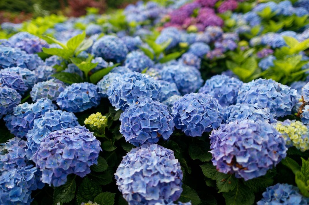 Mėlynos hortenzijos sode žydi sodriais, rutuliškais žiedynais.