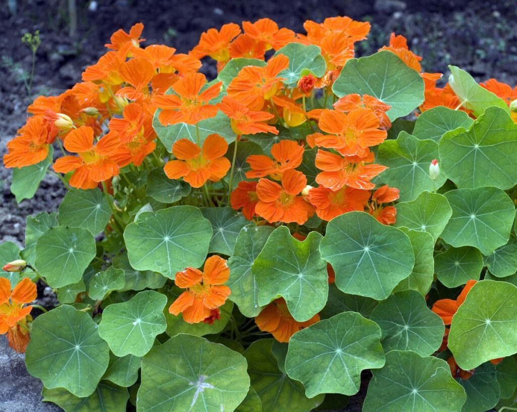 Nasturtė vaistinės savybės slypi oranžiniuose žieduose ir lapuose, naudojamuose sveikatai stiprinti.