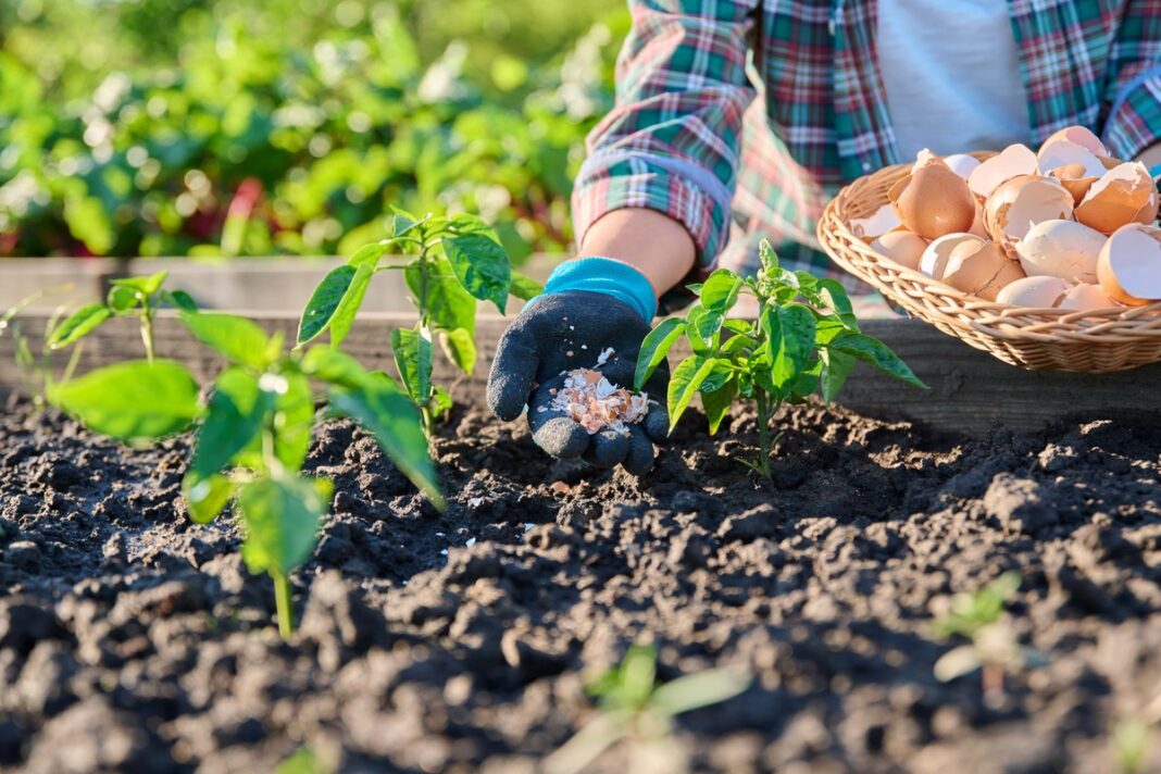 Natūralios trąšos daržui – kiaušinių lukštai dedami prie jaunų augalų lysvėje.