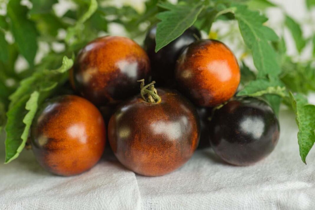 Sunokę tamsūs su oranžiniu atspalviu orange blue pomidorai tarp lapų.