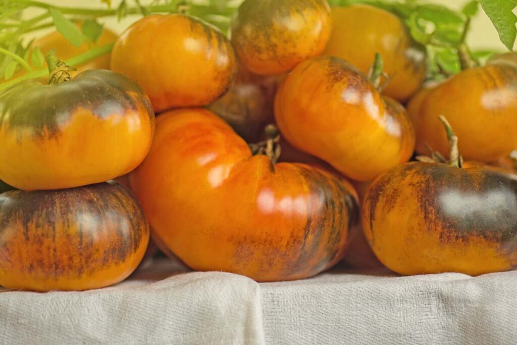 Ant stalo sudėti oranžiniai su melsvai violetiniu atspalviu orange blue pomidorai.