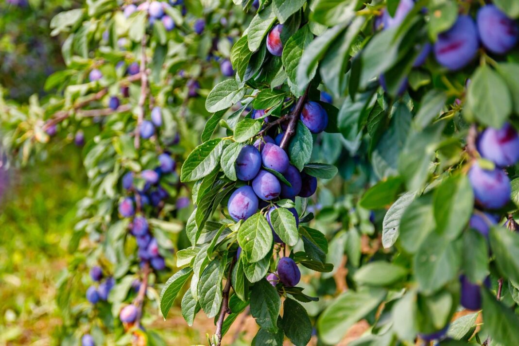 Pelenai prie slyvų padeda apsaugoti vaisius nuo kenkėjų ir pagerina derliaus kokybę.