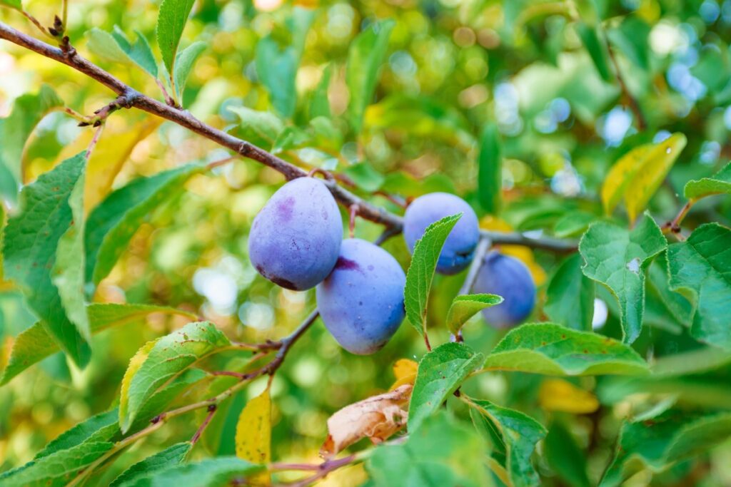 Pelenai prie slyvų užtikrina sveikus ir be kirmėlių vaisius sode.