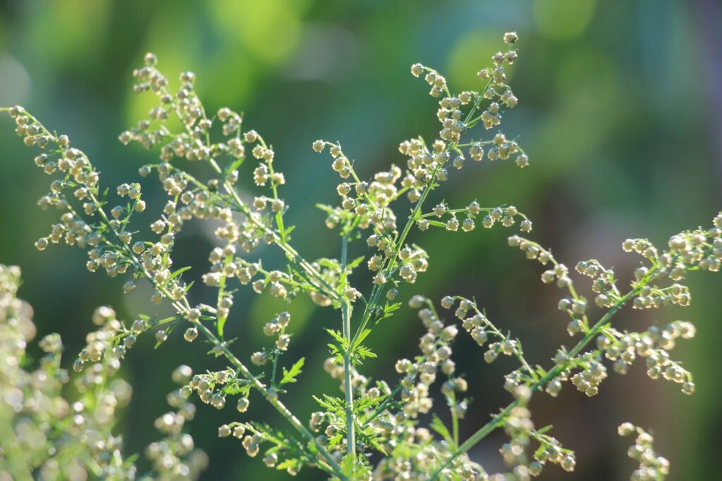 Pelynas sveikatai – žydintis augalas gamtoje, pasižymintis stipriomis veikliosiomis medžiagomis.