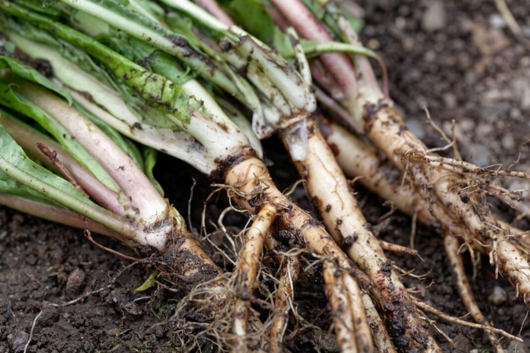 Pienės šaknys kepenims – šviežiai iškasti augalai su šaknimis, naudojami organizmo valymui ir virškinimo sistemos stiprinimui.