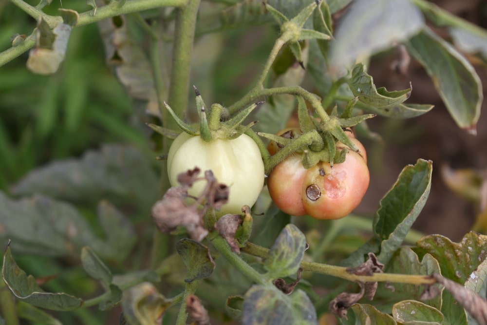Pomidorų vaisiai, pažeisti šalnų – tinkama pomidorų apsauga nuo šalnų gali padėti išvengti tokių nuostolių darže.