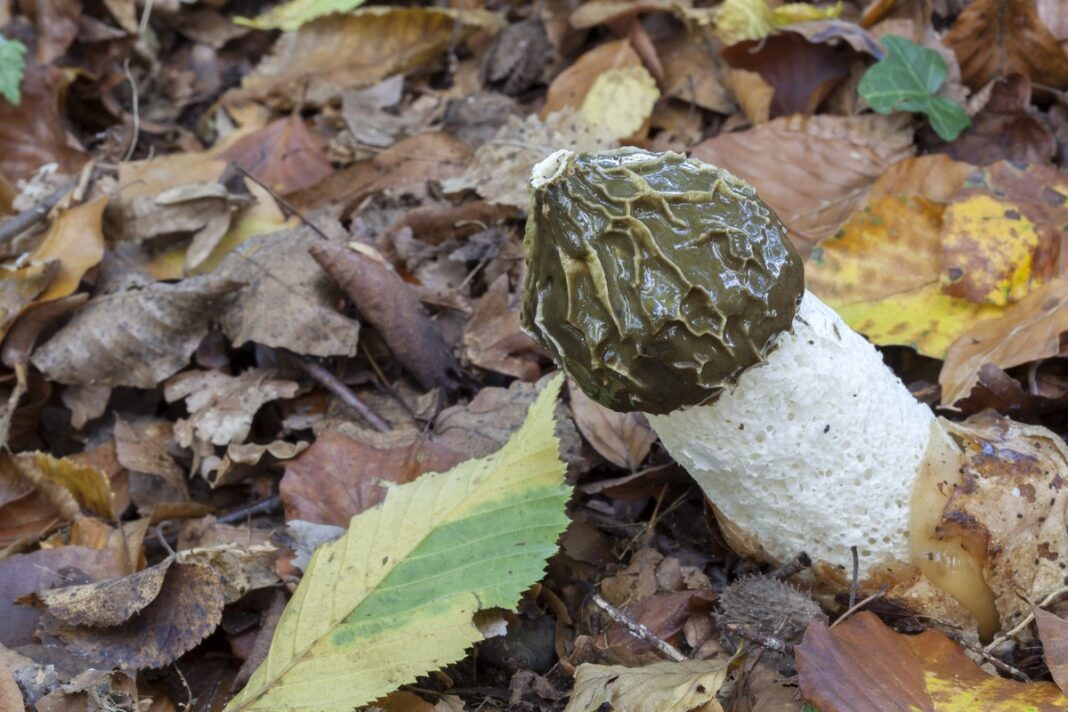 Poniabudės tinktūra lapuose – grybas su tamsia kepurėle rudens miške.